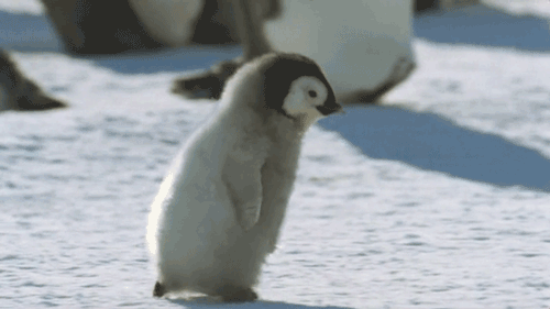 [smallest viable penguin]